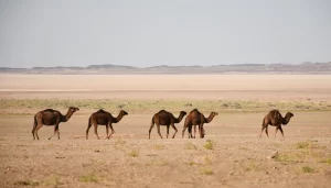 منبع عکس: خبرگزاری مهر